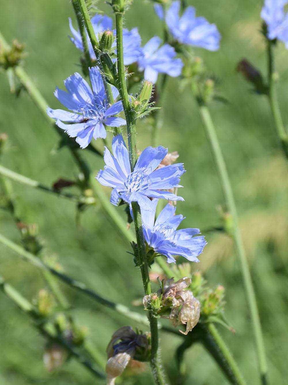 Chicory